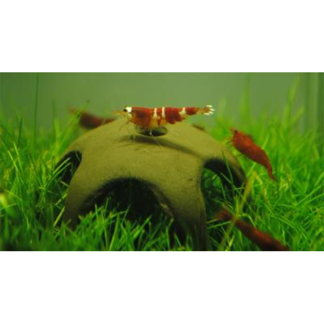 AQUA NOVA dekoracija žvaigždė krevetėms 50mm