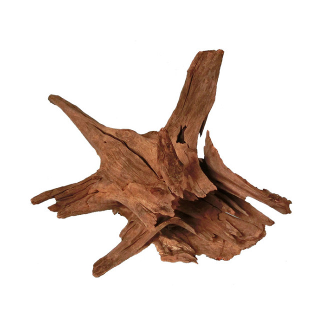 ORBIT Corbo didelės šaknys 50-70cm 1vnt