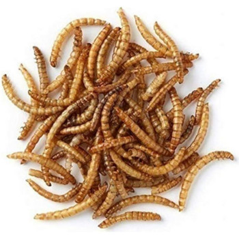 PRODAC Mealworms džiovinti milčiai 100ml